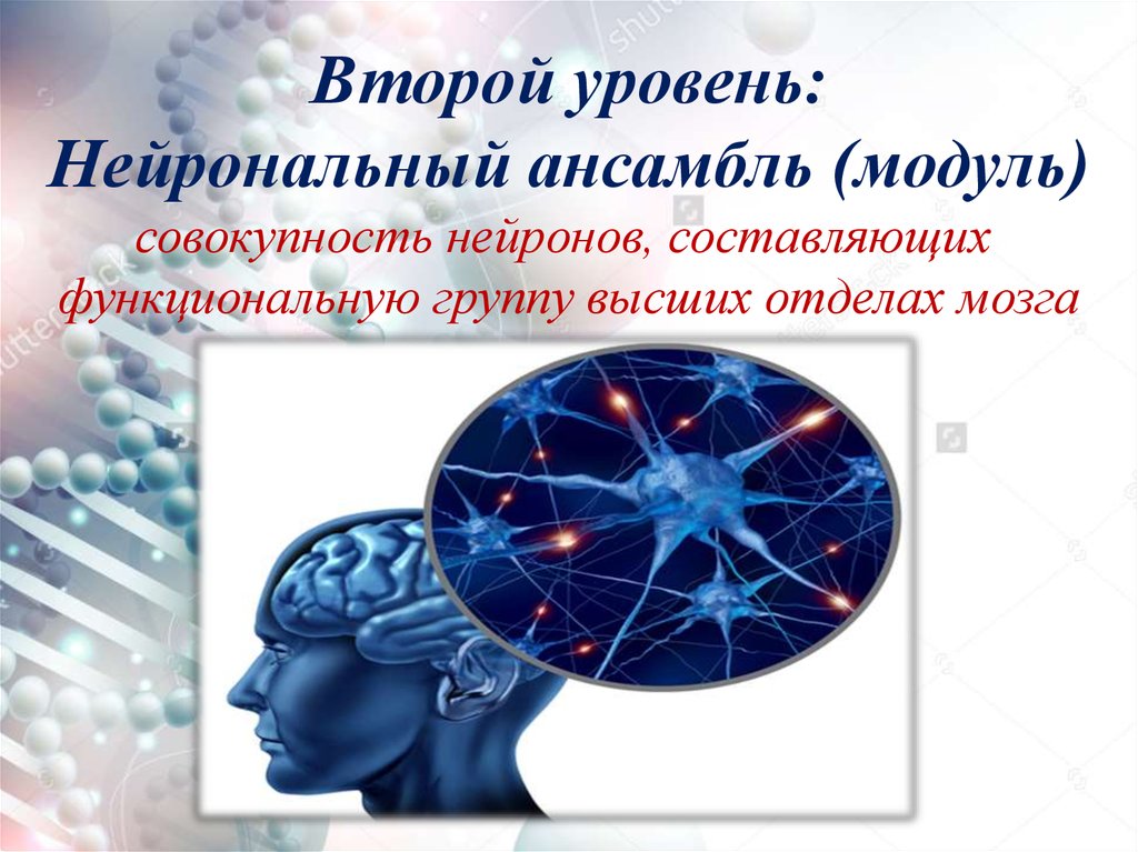 Принципы деятельности мозга