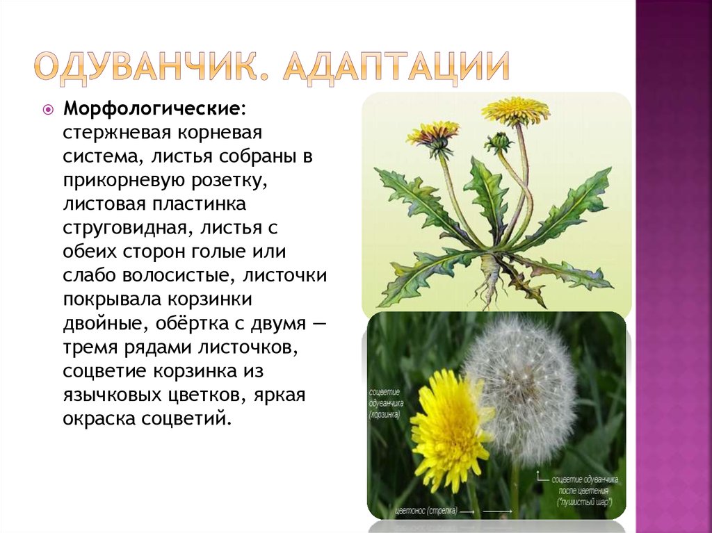 Известно что одуванчик полевой сложноцветное растение. Характеристика листа одуванчика. Адаптация одуванчика. Признаки одуванчика.