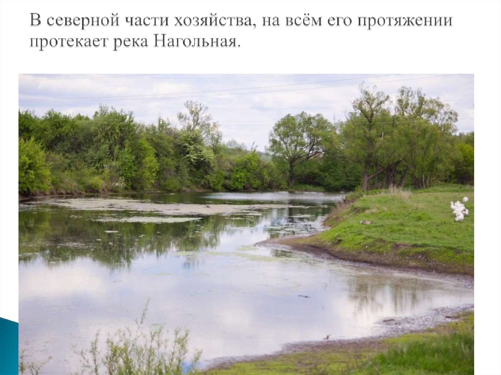 Какая река течет в казахстане. Река нагольная. Протекает речка. Река которая течёт на протяжении. Нагольная (приток полной).