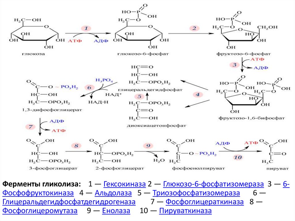 Образование атф гликолиз. Аэробное окисление Глюкозы формулы. Пируваткиназа гликолиз. Анаэробный распад Глюкозы. Ферменты гликолиза.