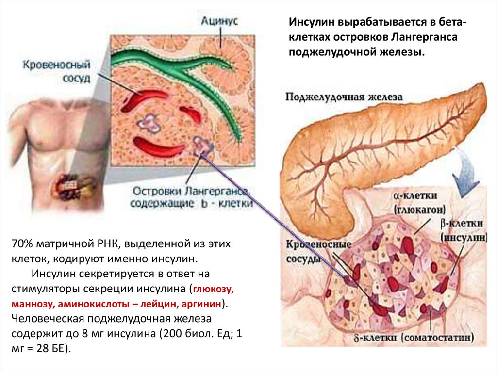 Диабет пересадка поджелудочной железы