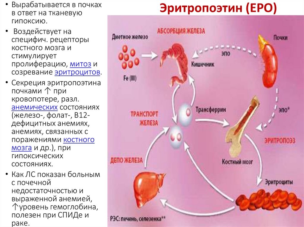Ферменты секретируемые в кровь. Эритропоэтин. Эритропоэтин гормон почек.