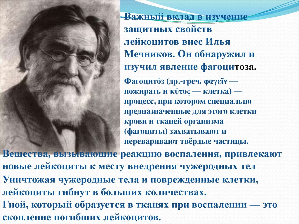 Что открыл мечников в биологии