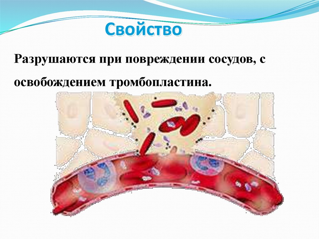 Освобождение вены презентация