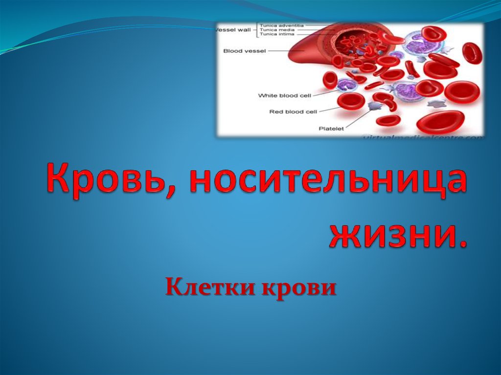 Защитные элементы крови. Форменные элементы крови. Как называются клетки крови. Форменные элементы крови без фона. Клетки крови без фона.