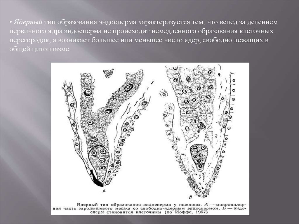 Эндосперм голосеменных растений