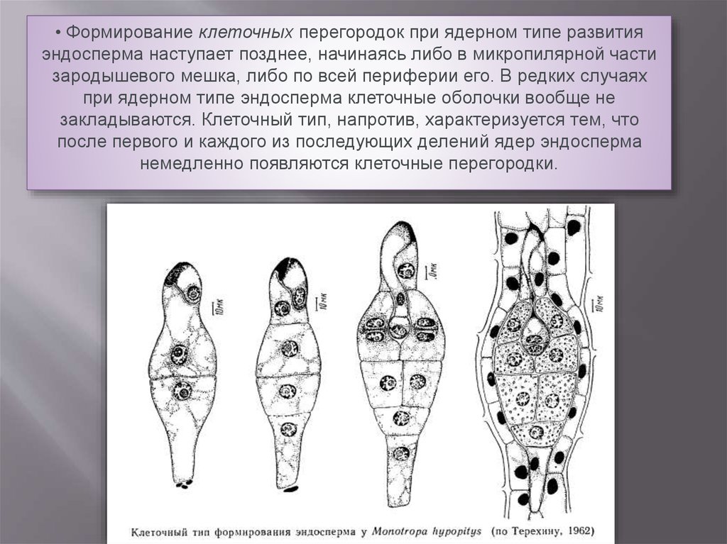 В зоне деления образуется