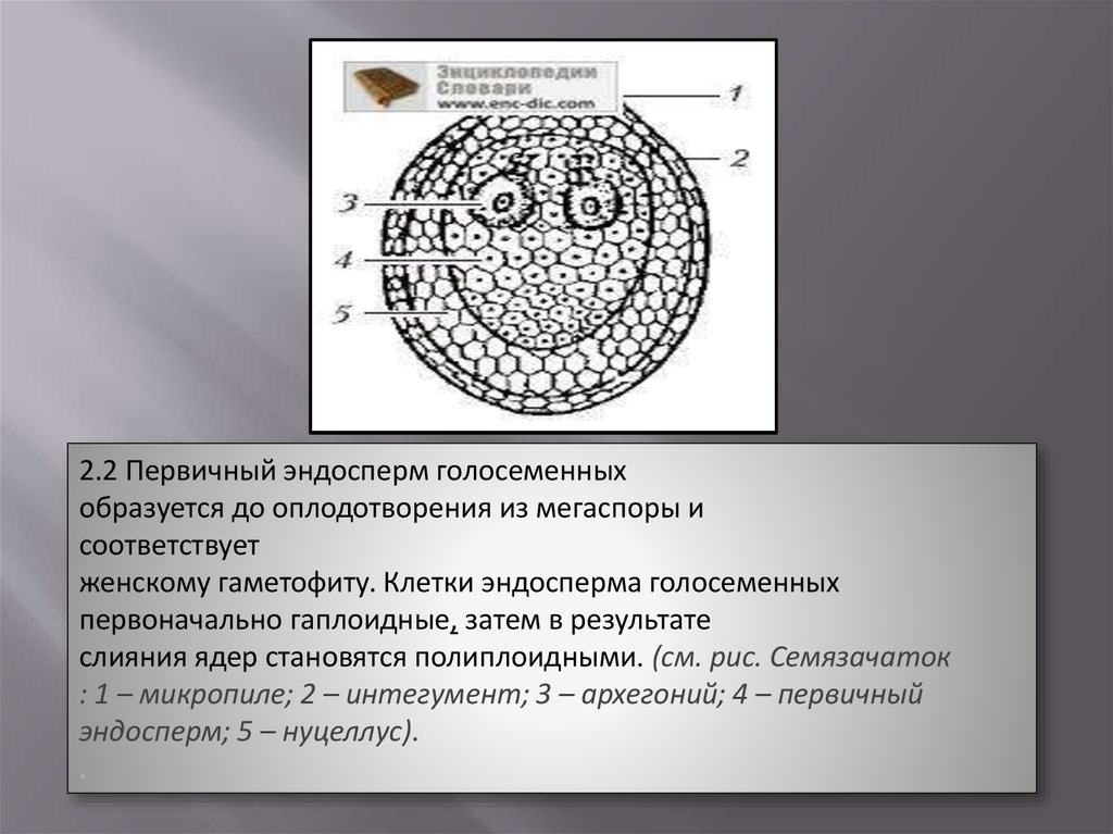 Из чего образуется эндосперм