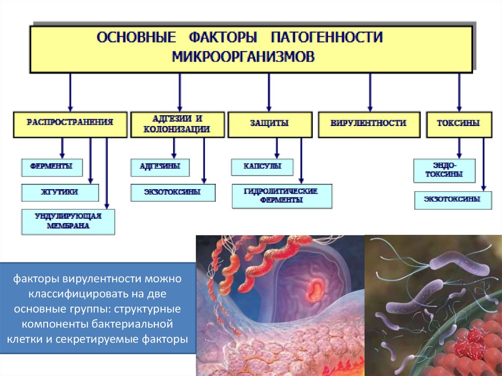 Микроорганизмами ii группы патогенности. Факторы вирулентности микроорганизмов таблица. Факторы вирулентности микроорганизмов. Факторы патогенности и вирулентности. Основные факторы вирулентности микроорганизмов.