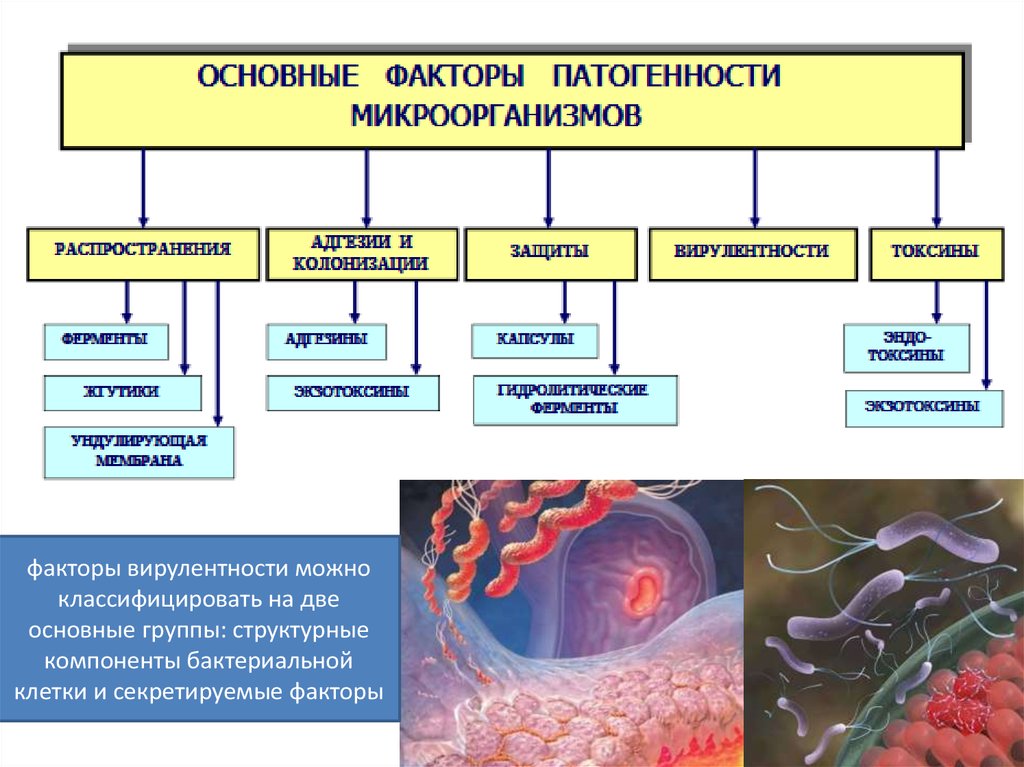 Сп группа патогенности