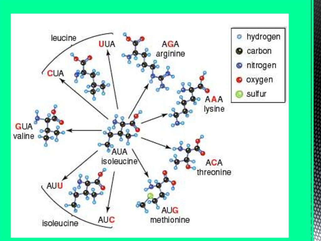 Molecular Behavior Genetics Example