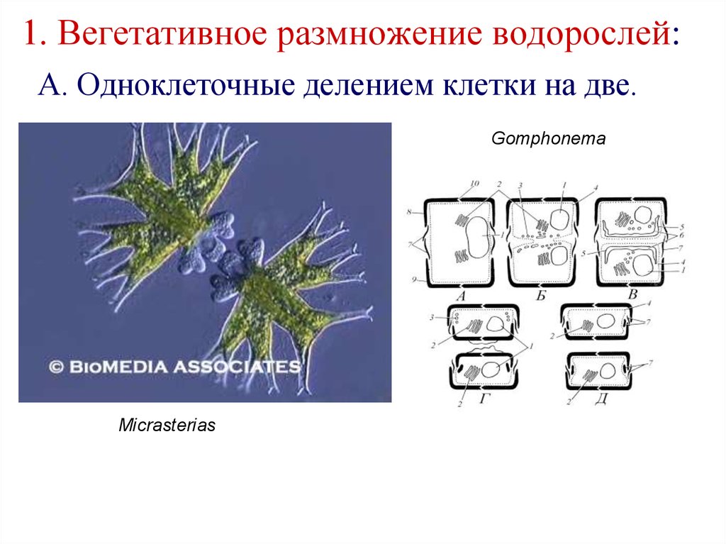 Деление водорослей