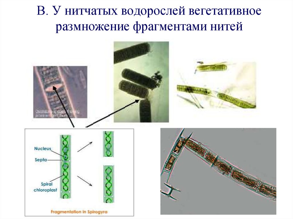 Деление водорослей. Размножение нитчатых водорослей спирогира. Размножение нитчатых водорослей. Вегетативное размножение водорослей схема. Вегетативное размножение водоростя.