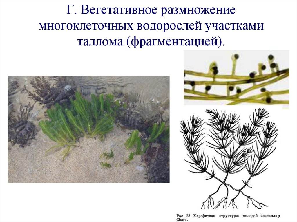 Вегетативное фрагментация