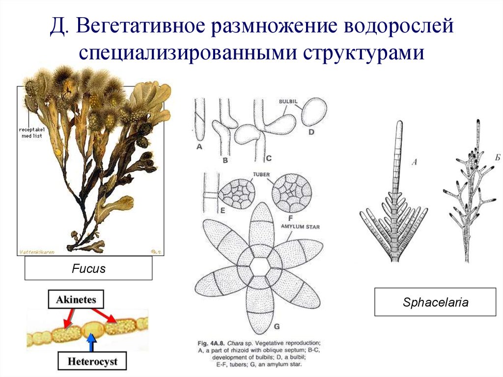 Деление водорослей