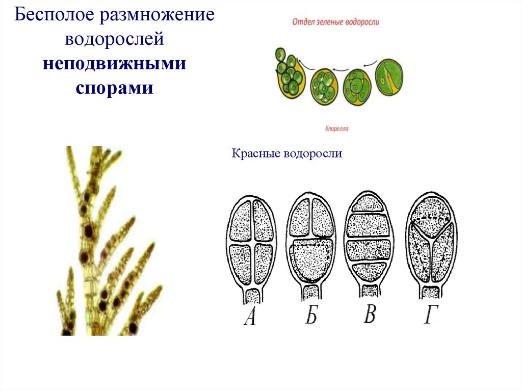 Деление водорослей