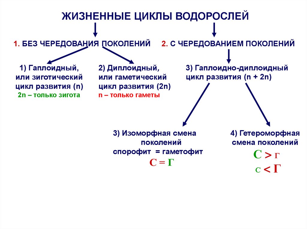 Гаплоидный цикл. Жизненный цикл водорослей. Чередование диплоидного и гаплоидного поколения. Гаплоидное поколение растений. Изоморфное чередование поколений.