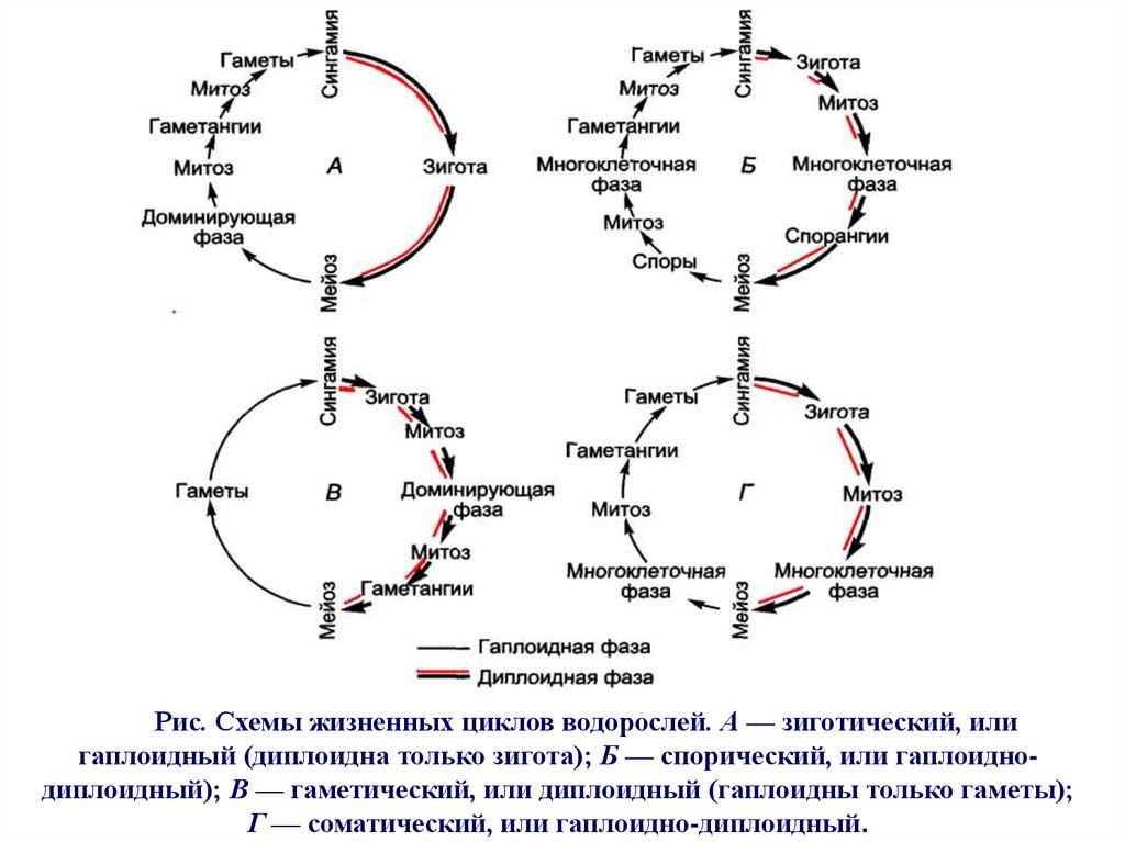 Гаплоидный цикл. Гаплоидно-диплоидный жизненный цикл. Гаплофазный жизненный цикл. Гаплофазный жизненный цикл с зиготической редукцией. Гаплоидные стадии жизненного цикла.