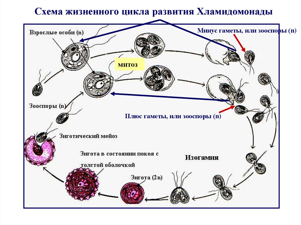 Жизненный цикл гаметы. Жизненный цикл бактерий схема. Цикл развития хламидомонады. Жизненный цикл хламидомонады схема. Схема жизненного.