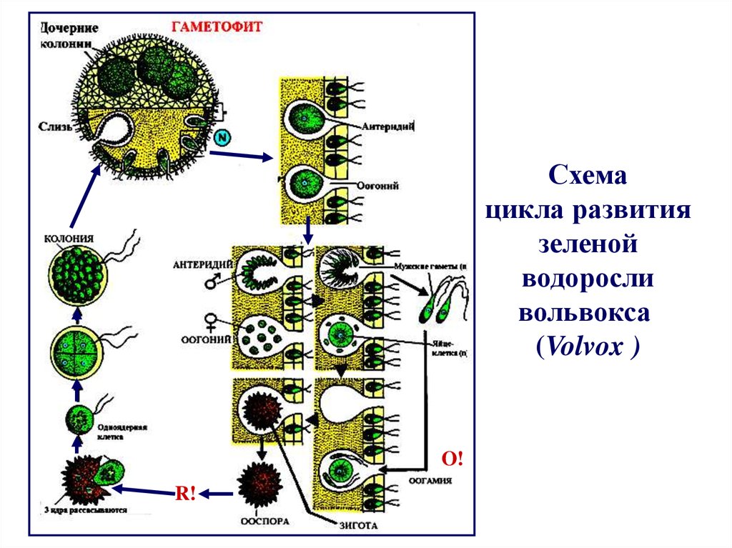 Зеленая схема. Зигота вольвокса. Жизненный цикл вольвокса рисунок. Жизненный цикл вольвокса схема. Volvox жизненный цикл.