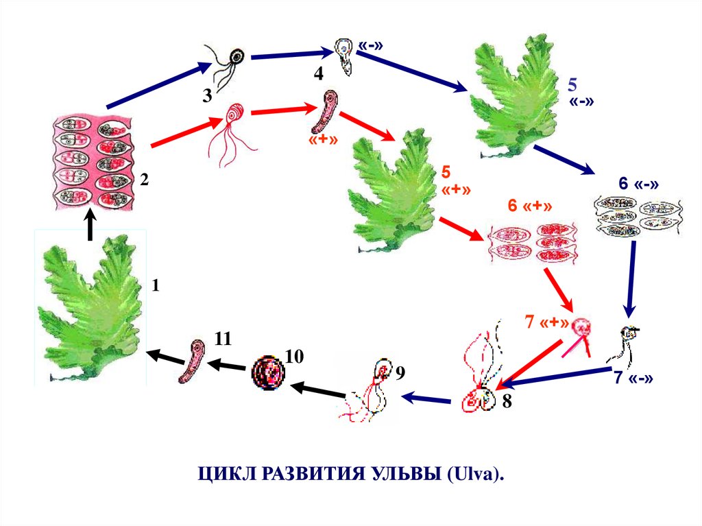 Цикл формирования. Жизненный цикл Ulva. Цикл развития ульвы схема. Жизненный цикл развития ульвы. Ульва цикл воспроизведения.