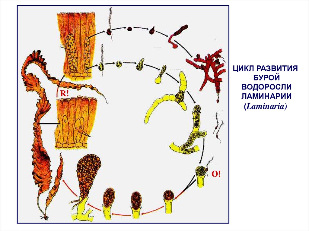 Схема развития бурой водоросли