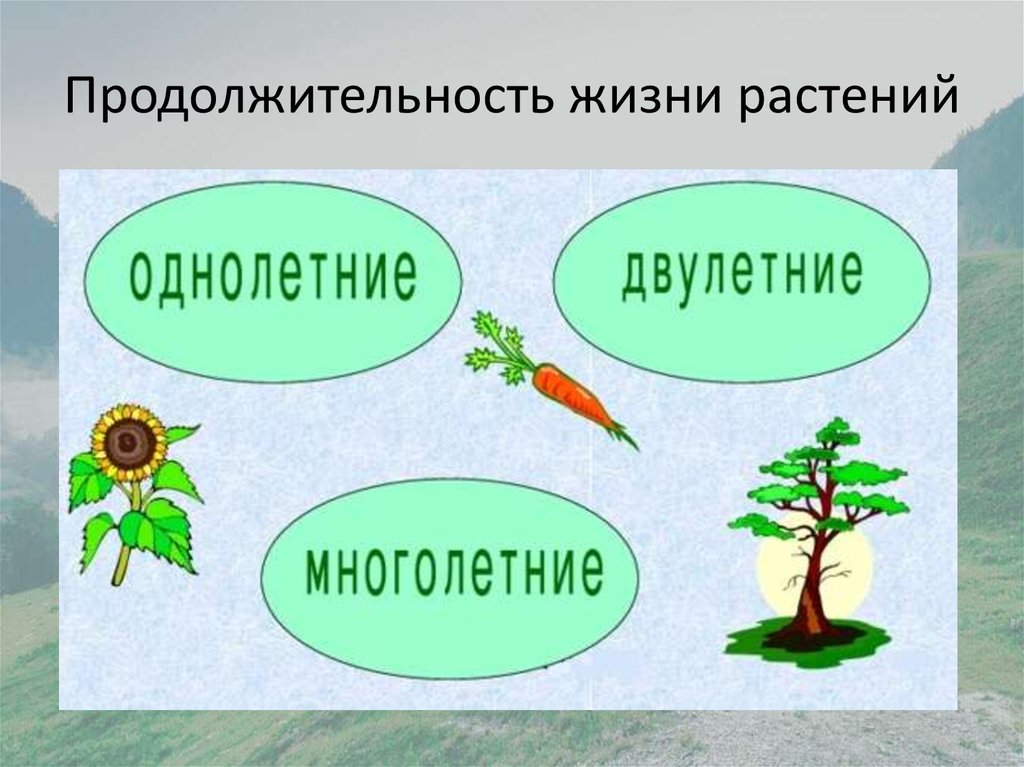 Образ жизни растений