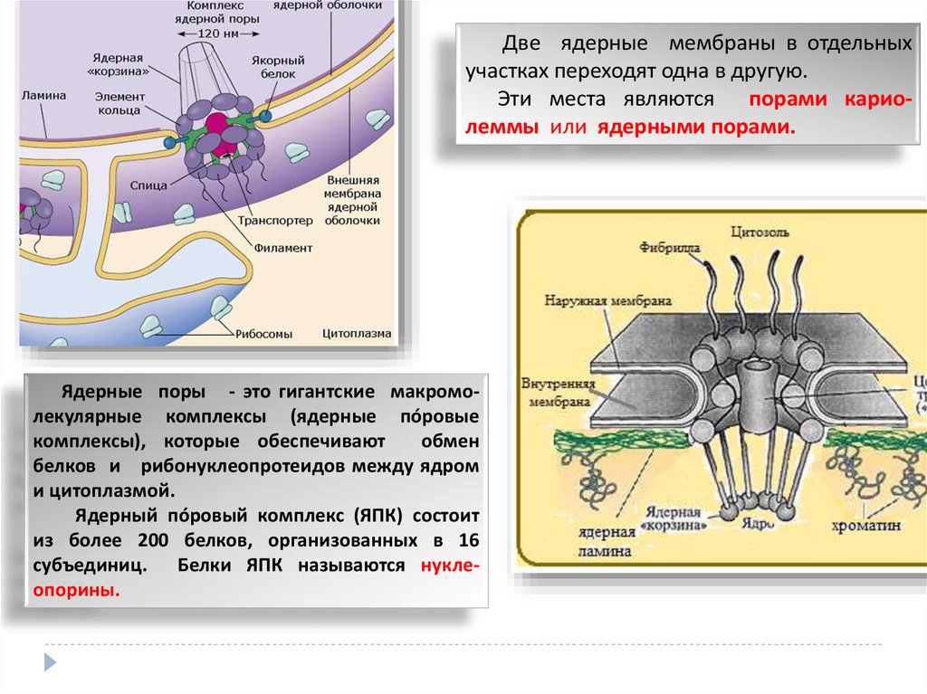 Белки ядерных пор