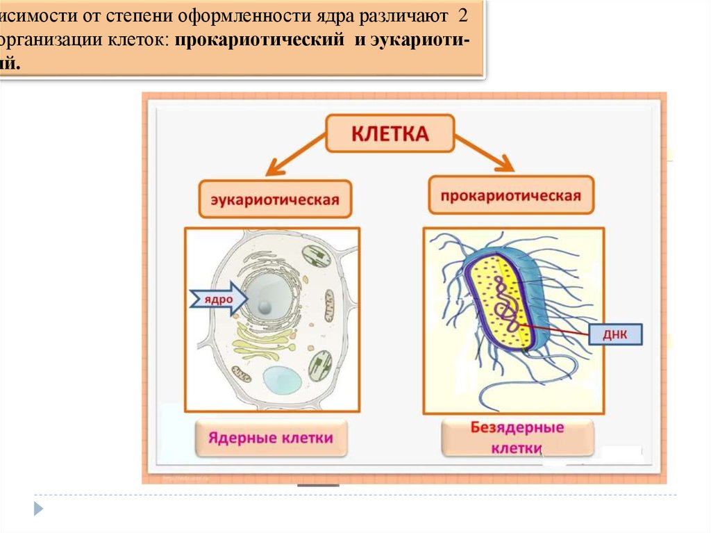 Прокариоты клетка рисунок