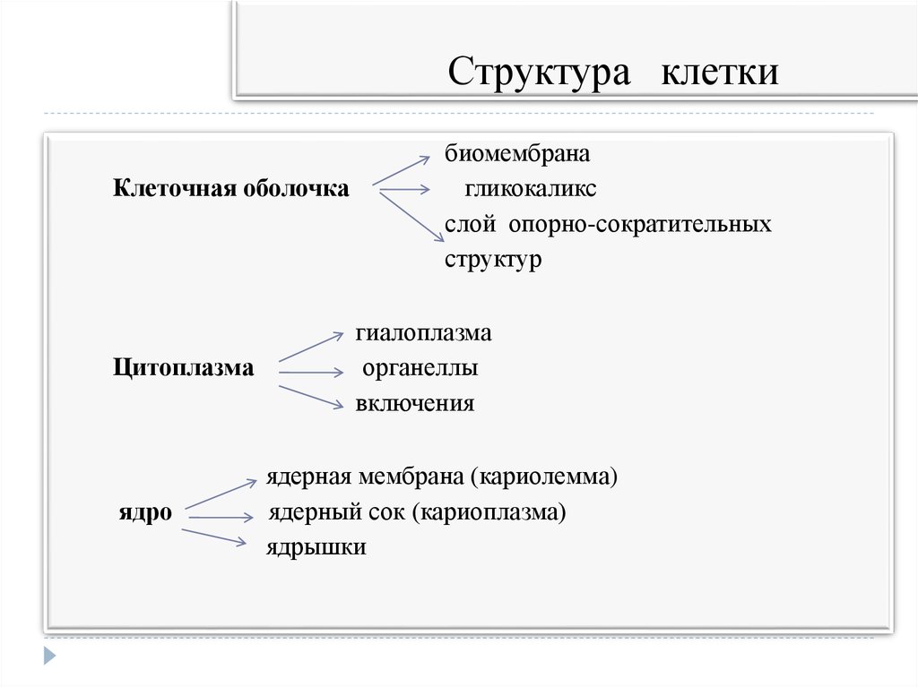 Клетка иерархия