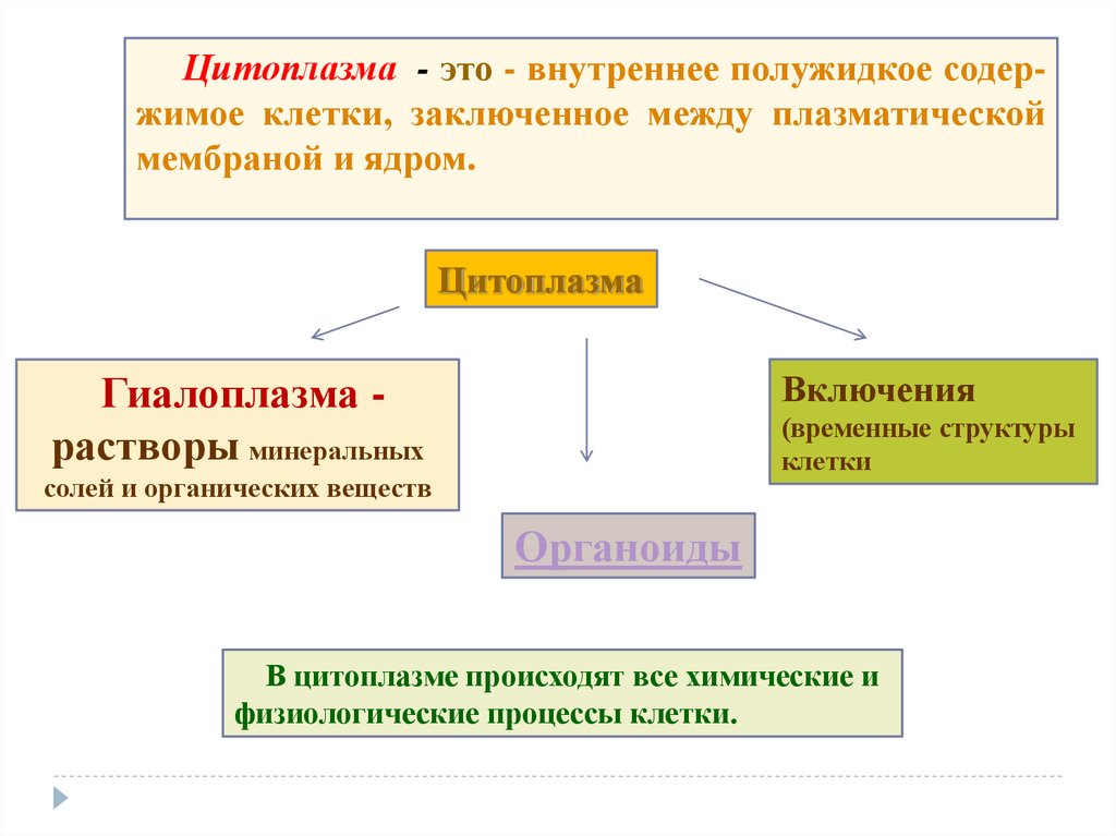 Полужидкое вещество которое заполняет клетку