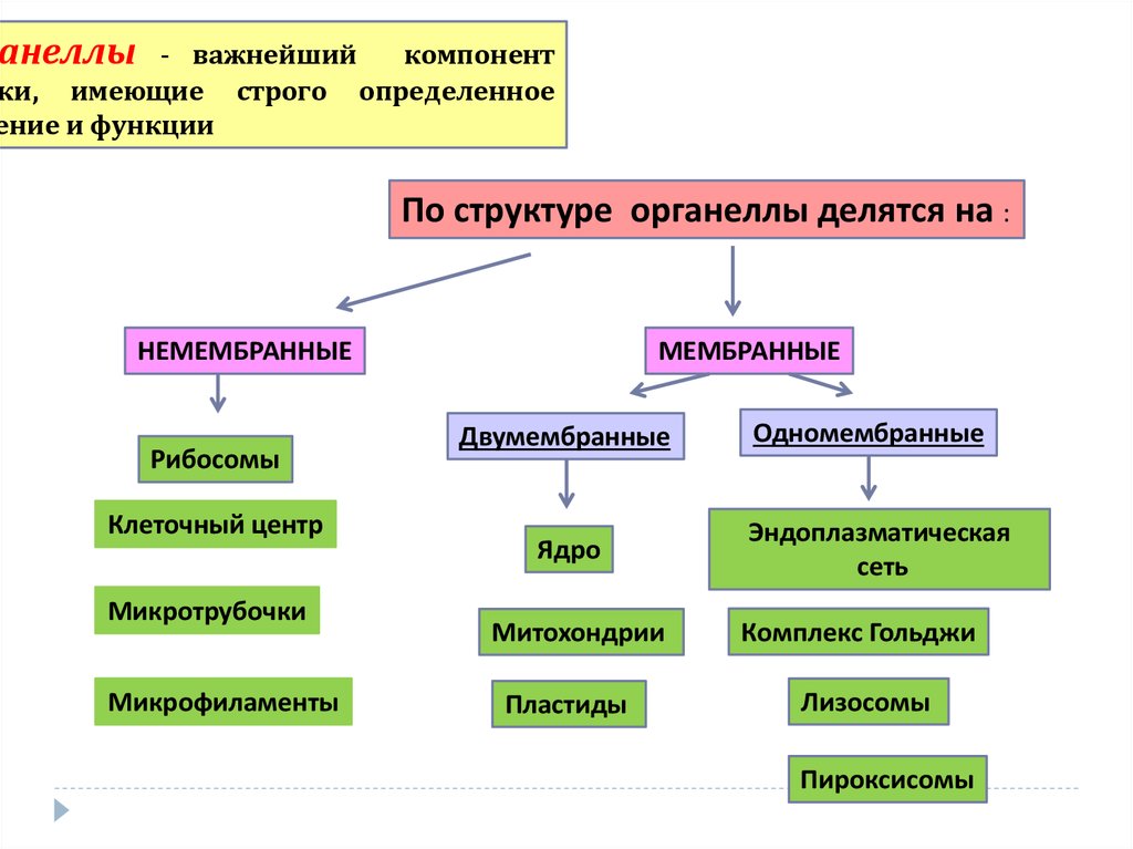 Перечислите двумембранные органоиды