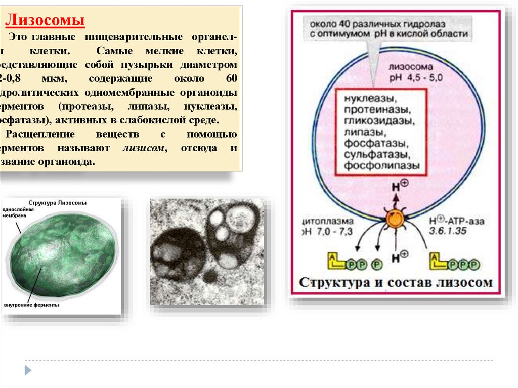 Лизосомы строение и функции. Строение и состав лизосом. Признаки лизосомы. Есть ли в клетках растений лизосомы. Лизосомы классификация и строение.