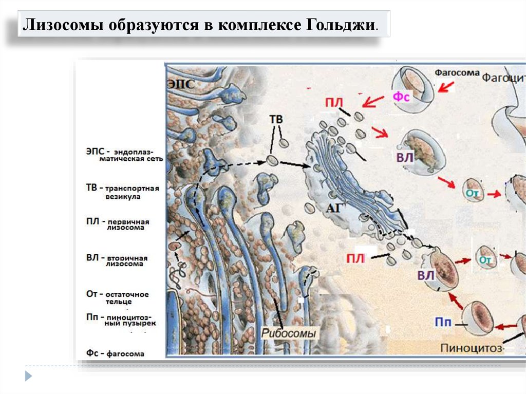 Последовательность образования лизосом