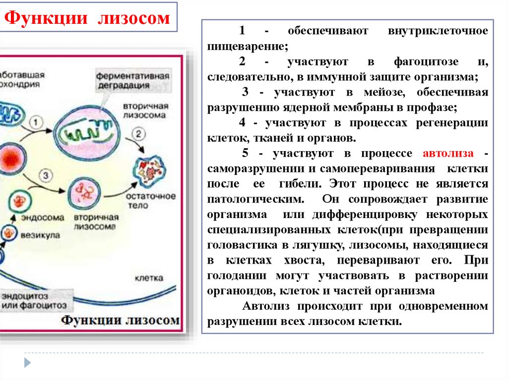 Фагоцитоз лизосома. Функции лизосом внутриклеточное пищеварение. Схема образования и функций лизосом. Лизосомы функции. Лизосомы строение кратко.