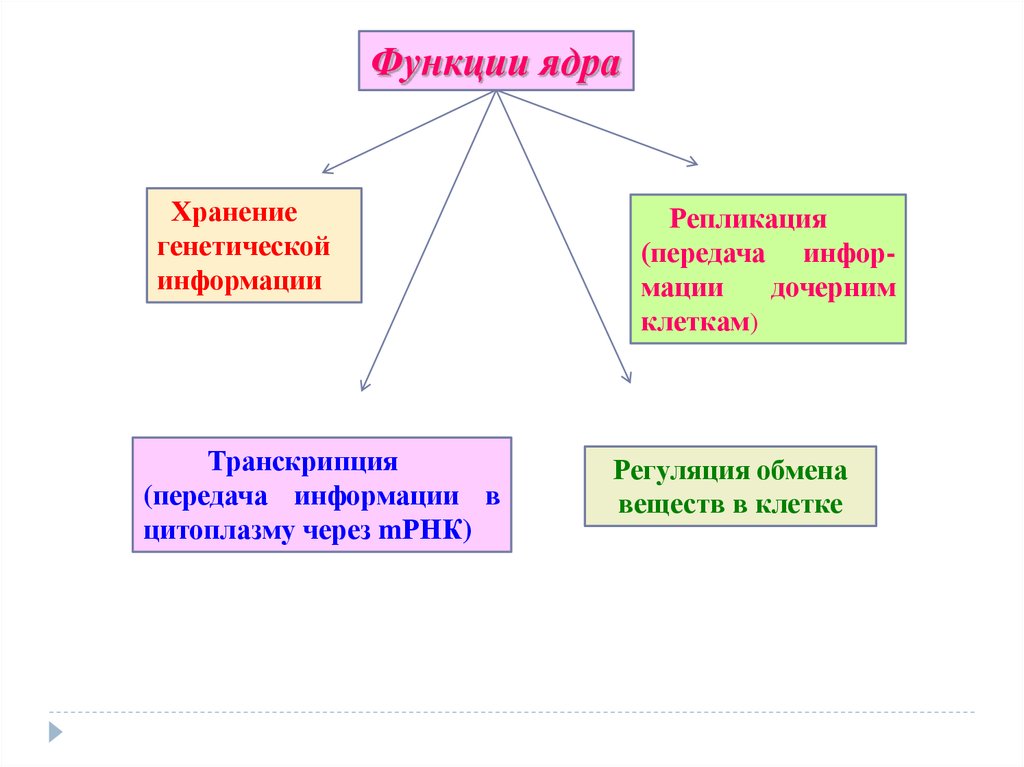 Наследственную информацию в ядре выполняет