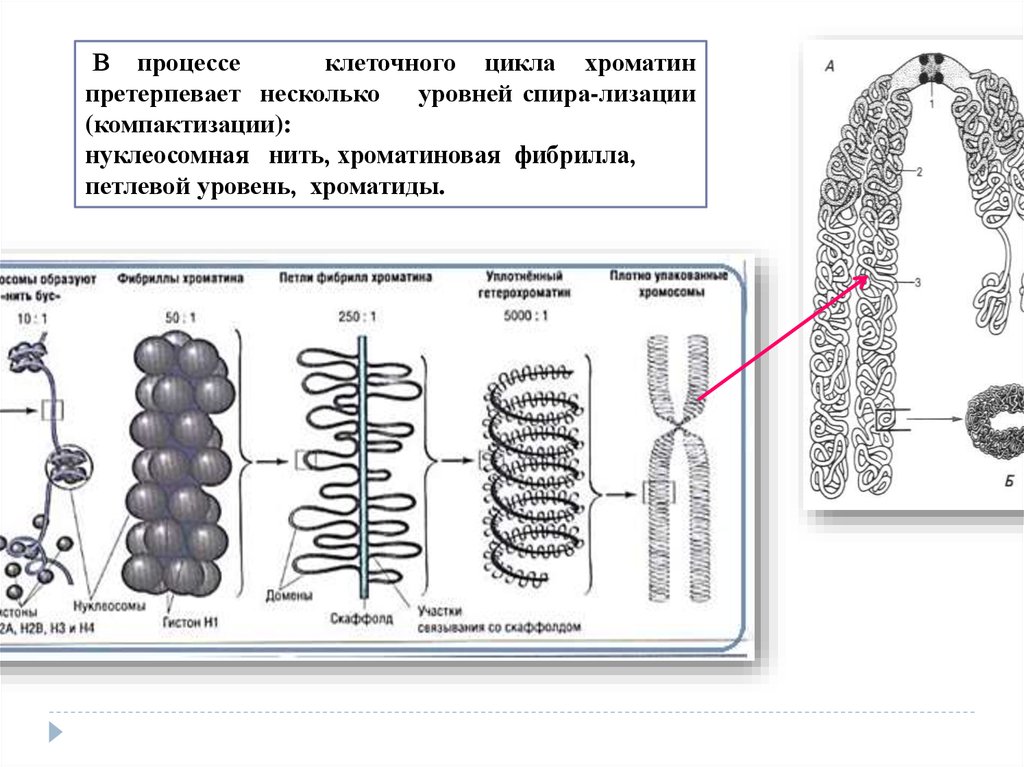 Жизненные процессы клетки