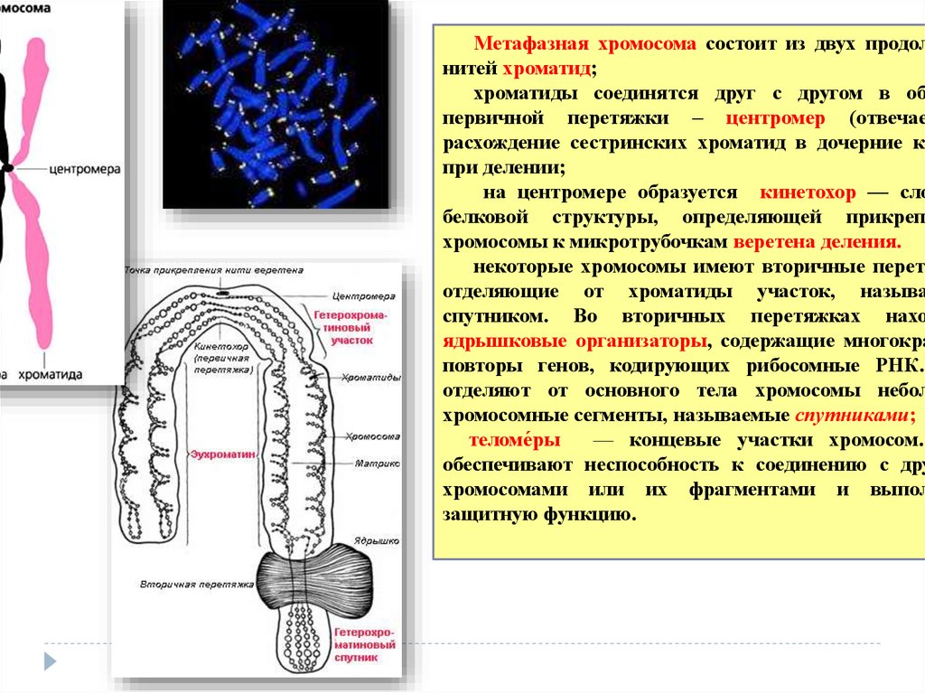 Деление центромеры расхождение