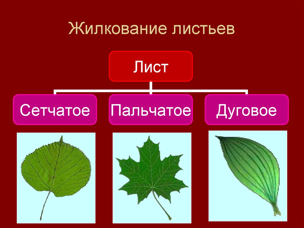 Какое жилкование характерно для изображенных на фотографии листьев учи ру