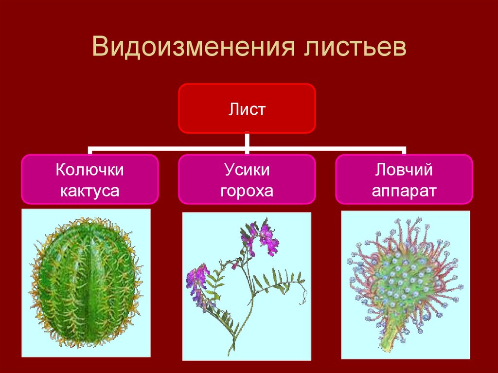 Виды изменения листьев презентация