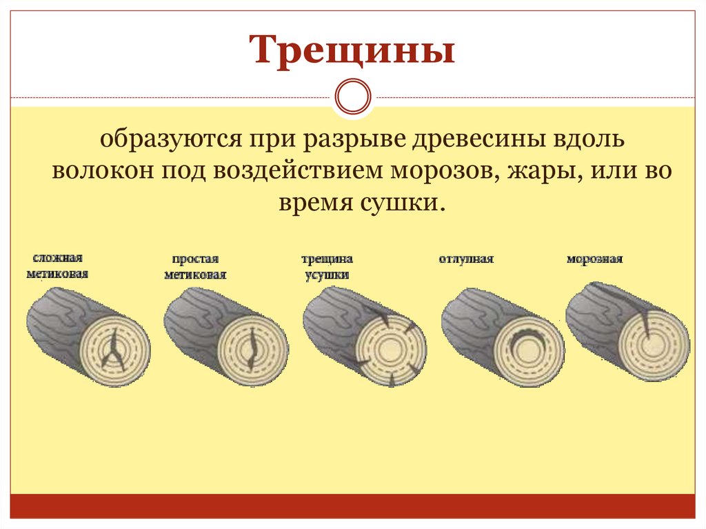 Заготовка древесины пороки древесины лесоматериалы презентация