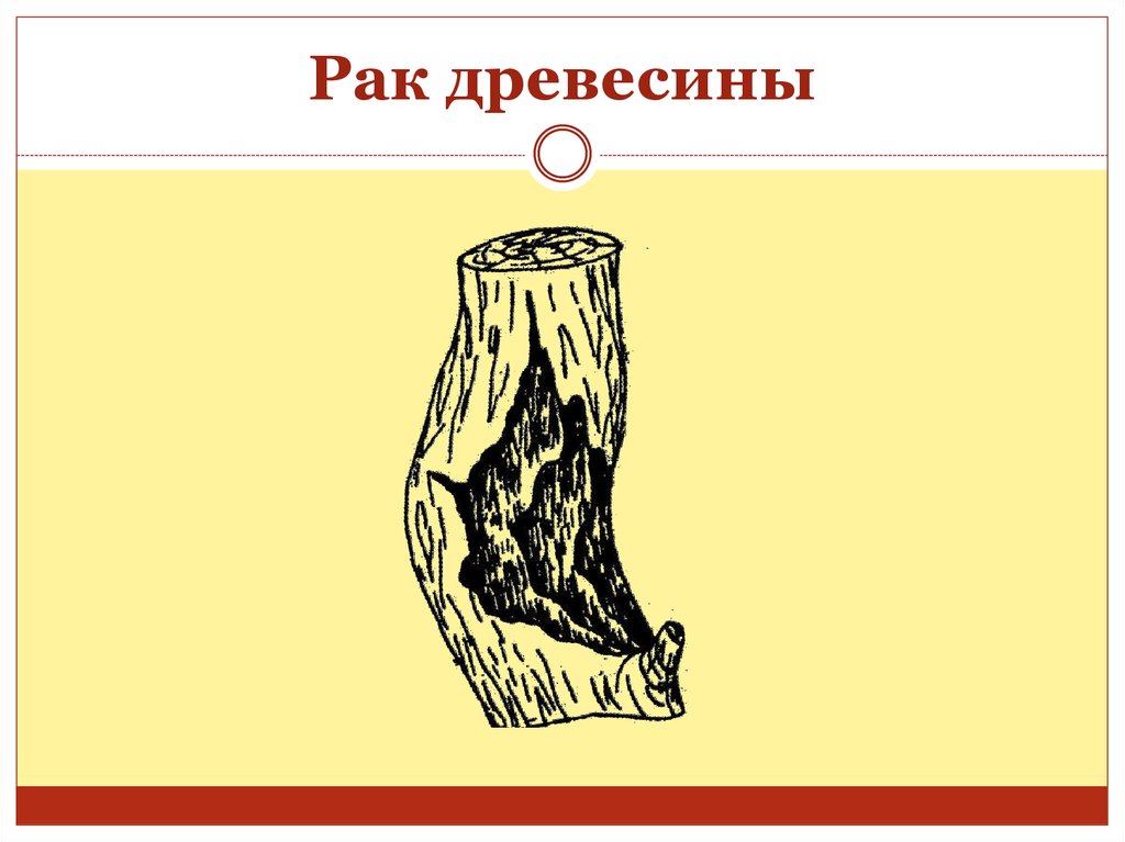 Заготовка древесины пороки древесины лесоматериалы презентация