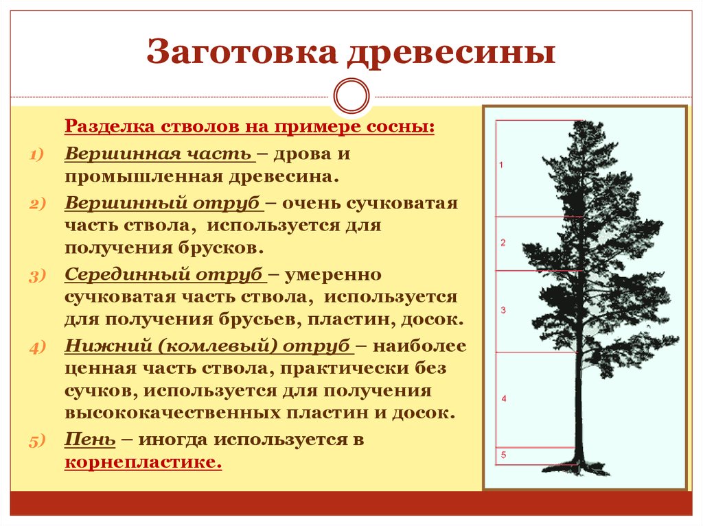 Технология заготовки древесины. Порядок заготовки древесины. Как заготавливают древесину. Комплексная заготовка древесины.