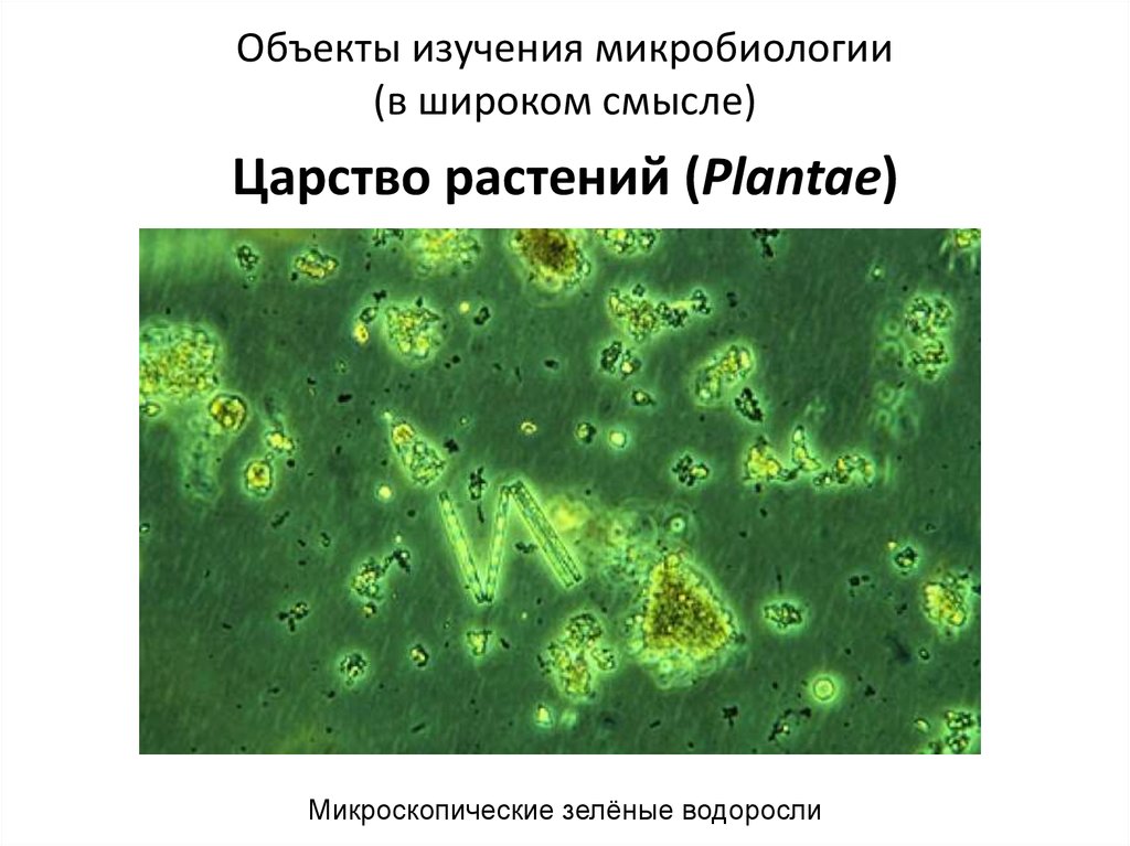 Трепонема микробиология презентация