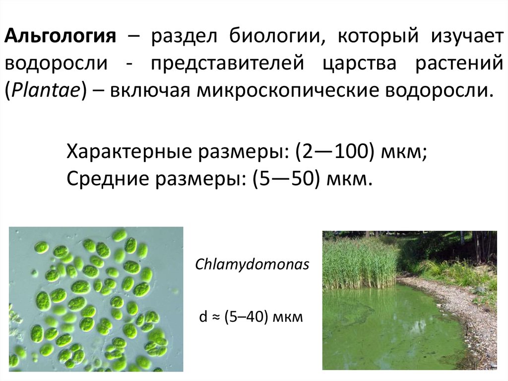 Наука изучающая водоросли. Альгология это наука изучающая водоросли. Раздел ботаники изучающий водоросли. Раздел биологии изучающий водоросли.