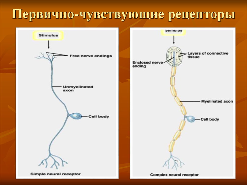 Ощущение рецепторы. Первичные и вторичные рецепторы. Первичновувствующий Рецептор. Первичночувствующиф Рецептор. Первичный и вторичный рецепто.