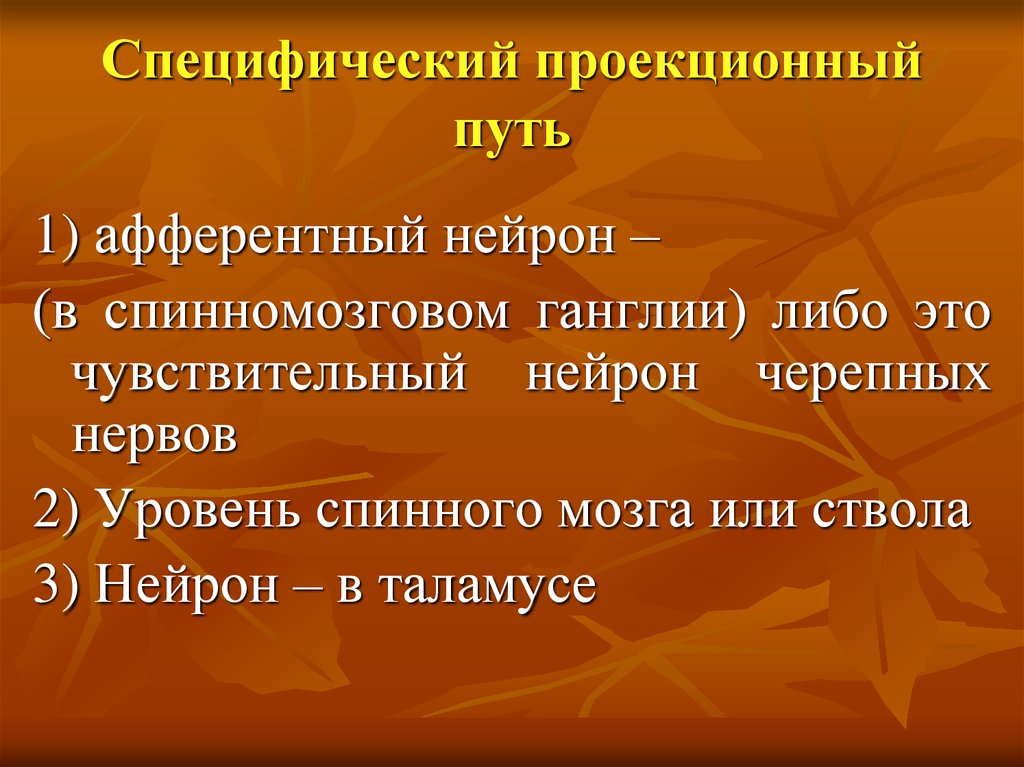 Путь особенности. Специфический проекционный путь. Специфический (проекционный) путь сенсорной системы обеспечивает:. Специфический проекционный путь функции. Специфический путь физиология.