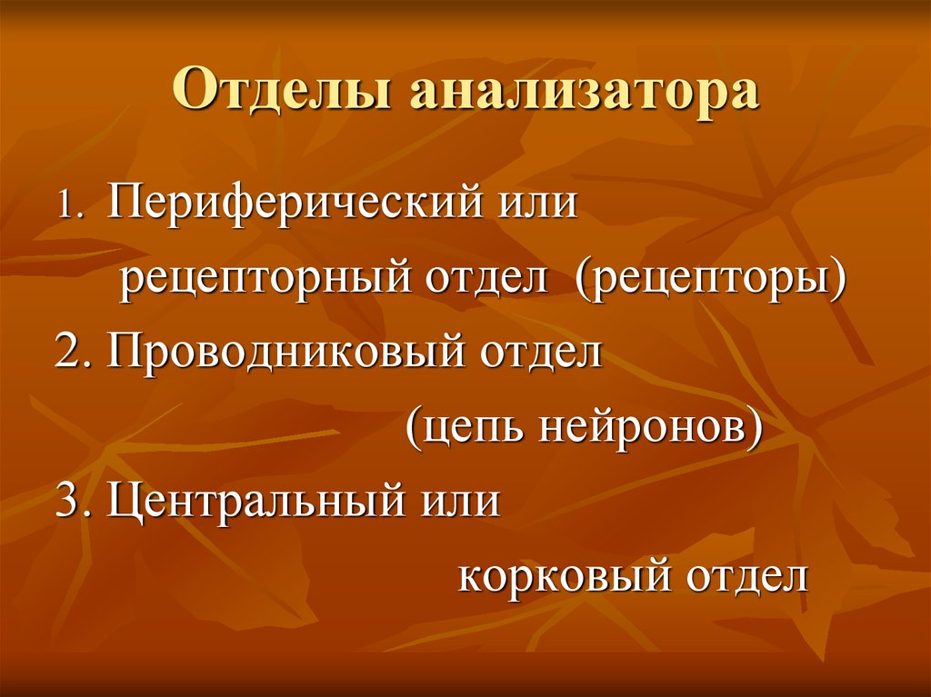 Отделы анализатора. Периферический или рецепторный отдел. Сколько отделов в анализаторе.