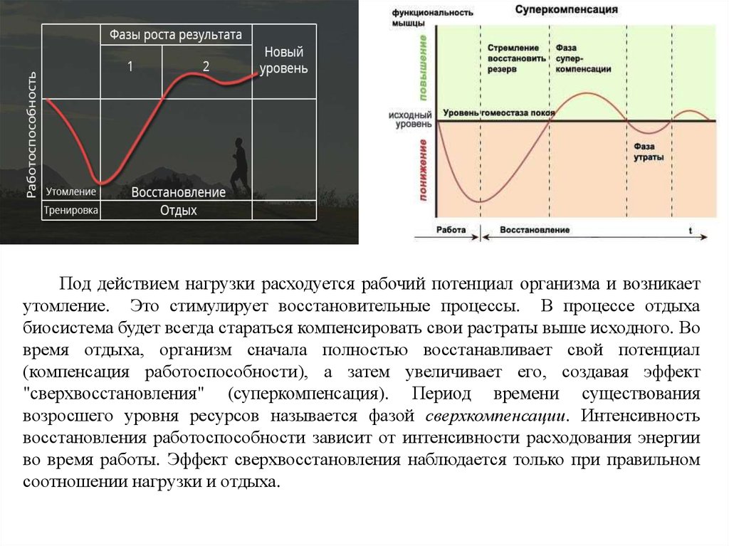 Следующий нагрузка. Суперкомпенсация. Суперкомпенсация мышц. Фаза суперкомпенсации. Фаза суперкомпенсации в спорте.