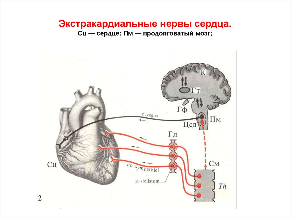 Сердечный центр в продолговатом мозге. Блуждающий нерв иннервация сердца схема. Экстракардиальная регуляция сердца. Парасимпатическая иннервация сердца. Парасимпатическая регуляция сердца.
